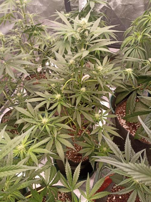 AntiDep Z. Week 7