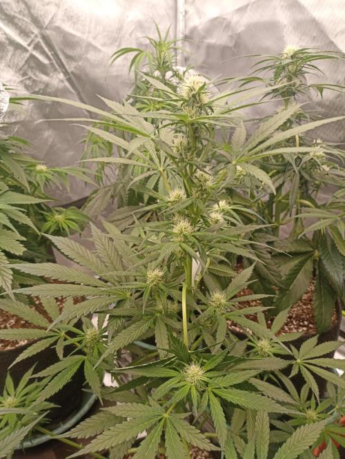 AntiDep Z. Week 7