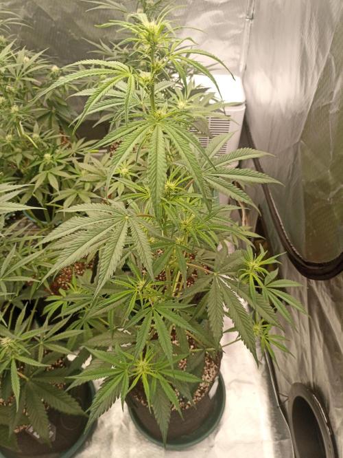 AntiDep F. Week 7