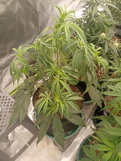 AntiDep F. Week 7