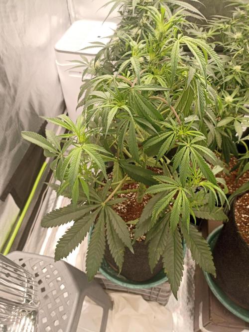 AntiDep F. Week 7