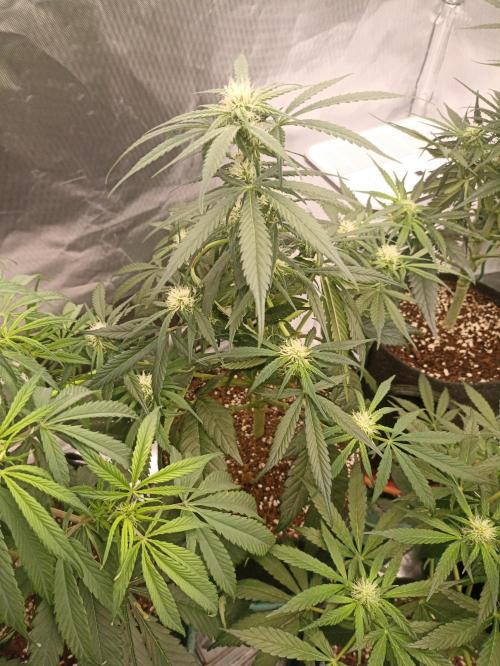 AntiDep F. Week 7