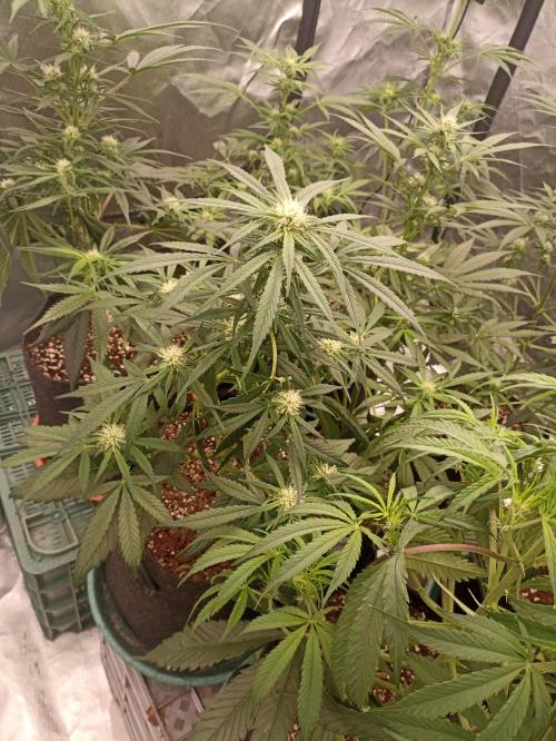 AntiDep F. Week 7