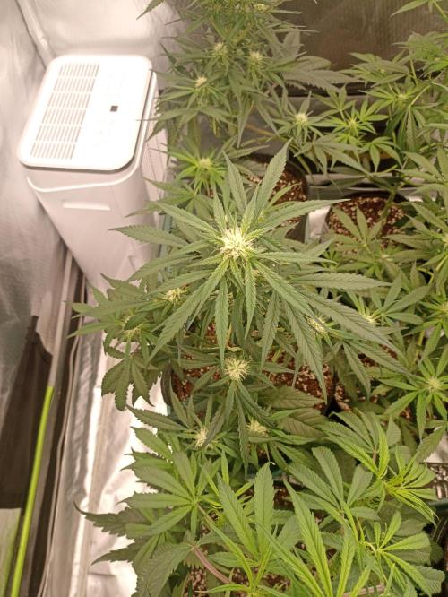 AntiDep F. Week 7