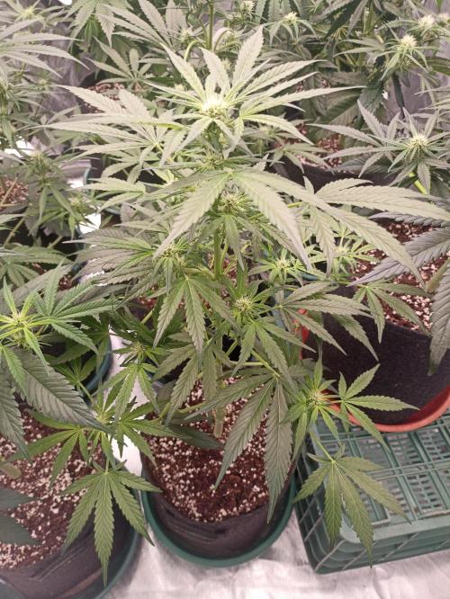 AntiDep AK. Week 7