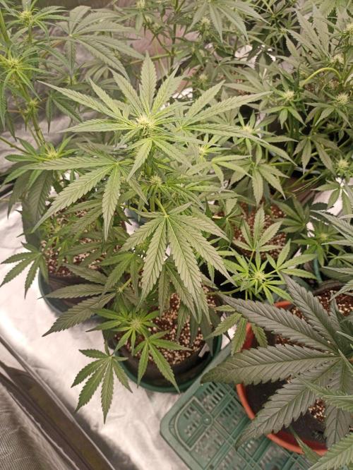 AntiDep AK. Week 7
