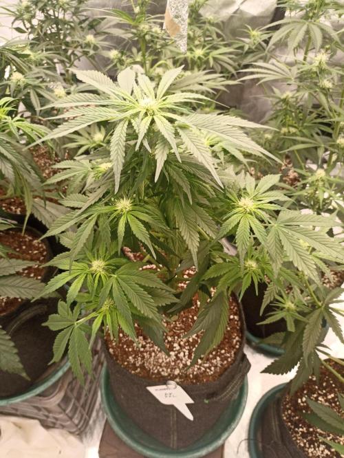 AntiDep AK. Week 7