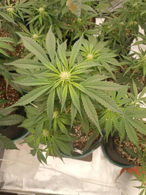 AntiDep AK. Week 7