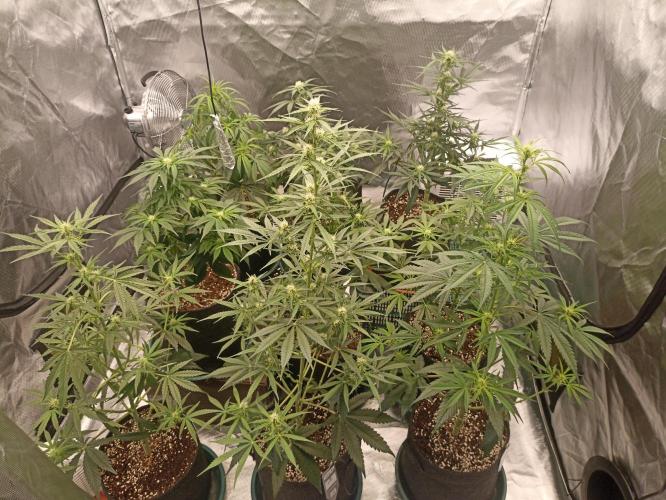 AntiDep AK. Week 7