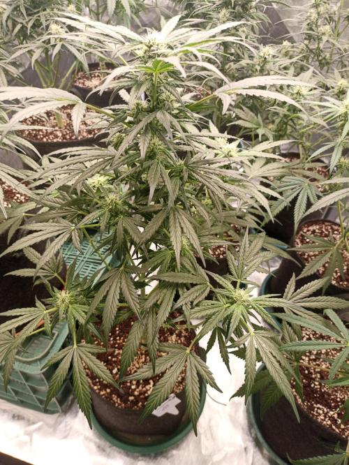 AntiDep AK. Week 8