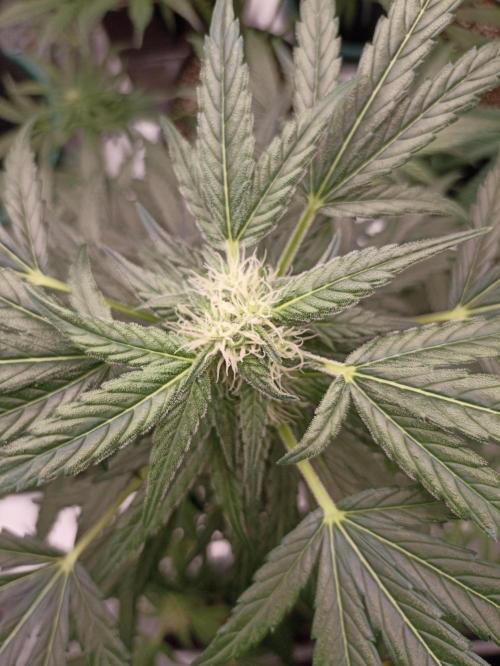 AntiDep AK. Week 8