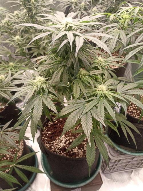 AntiDep AK. Week 8