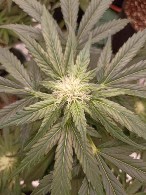 Auto AK XXL. Week 8