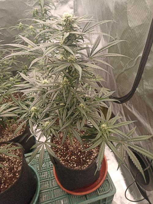 AntiDep Z. Week 8