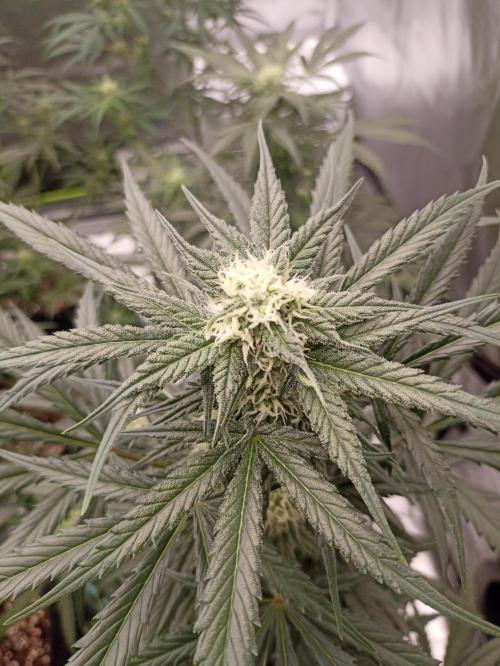 AntiDep Z. Week 8