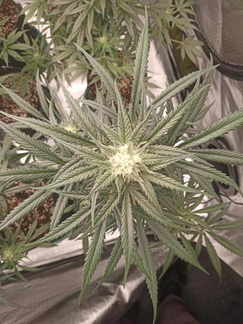 AntiDep Z. Week 8