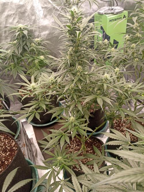 AntiDep Z. Week 8