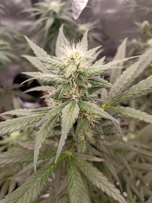 AntiDep Z. Week 8