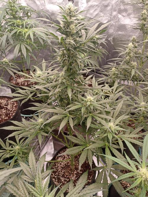AntiDep Z. Week 8