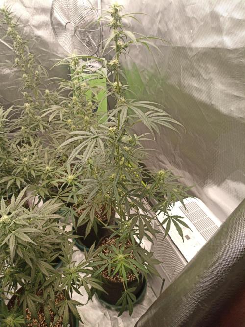 AntiDep Z. Week 8