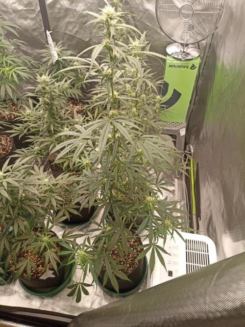 AntiDep Z. Week 8