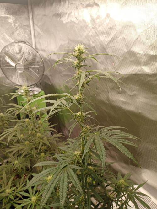 AntiDep Z. Week 8