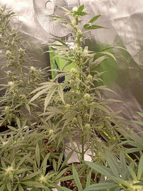 AntiDep Z. Week 8