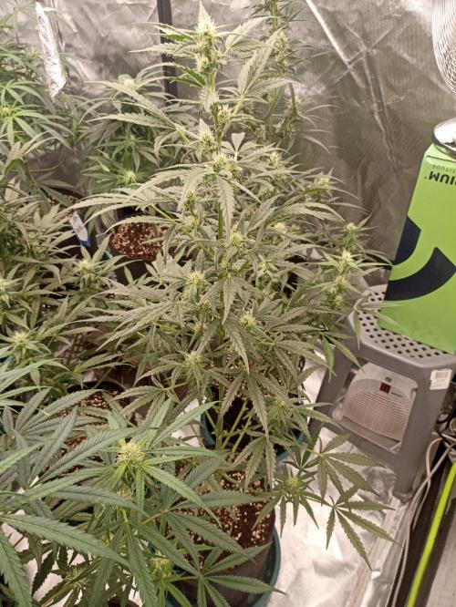 AntiDep Z. Week 8