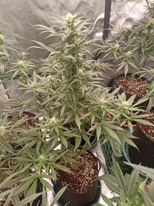 AntiDep Z. Week 8
