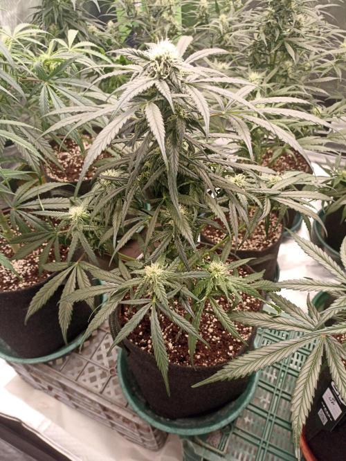 AntiDep F. Week 8