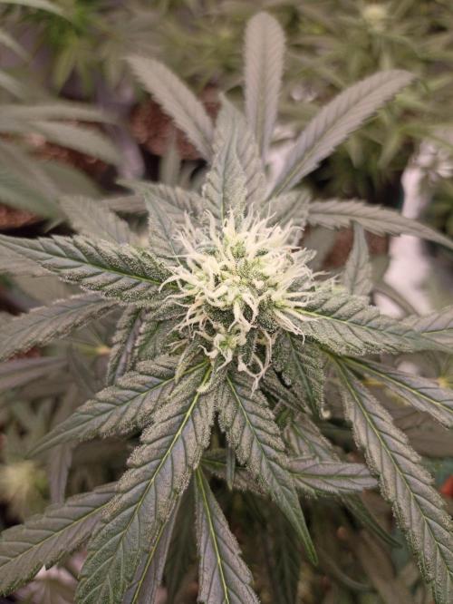 AntiDep F. Week 8