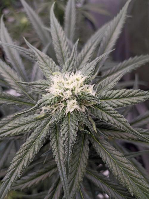 AntiDep F. Week 8