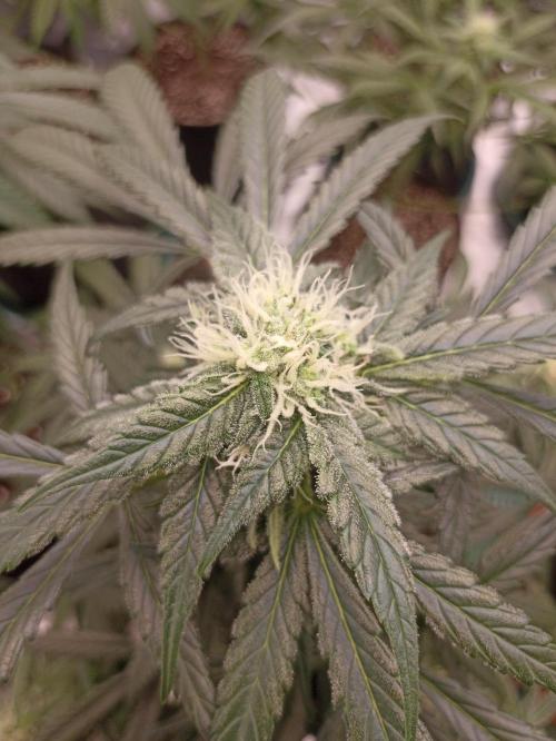 AntiDep F. Week 8
