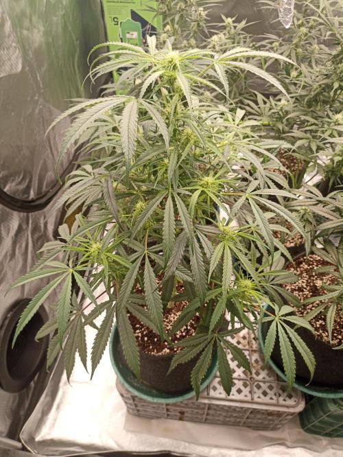 AntiDep F. Week 8