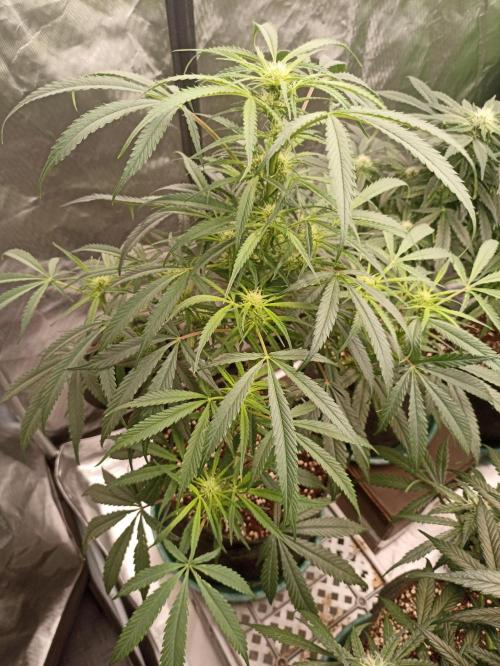 AntiDep F. Week 8