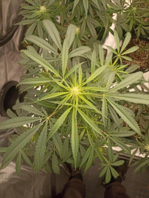 AntiDep F. Week 8