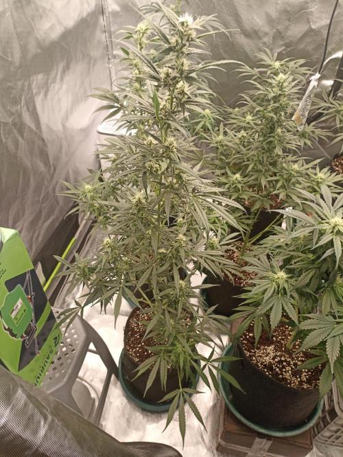 AntiDep F. Week 8