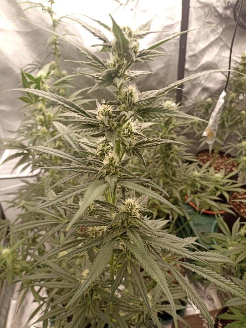 AntiDep F. Week 8