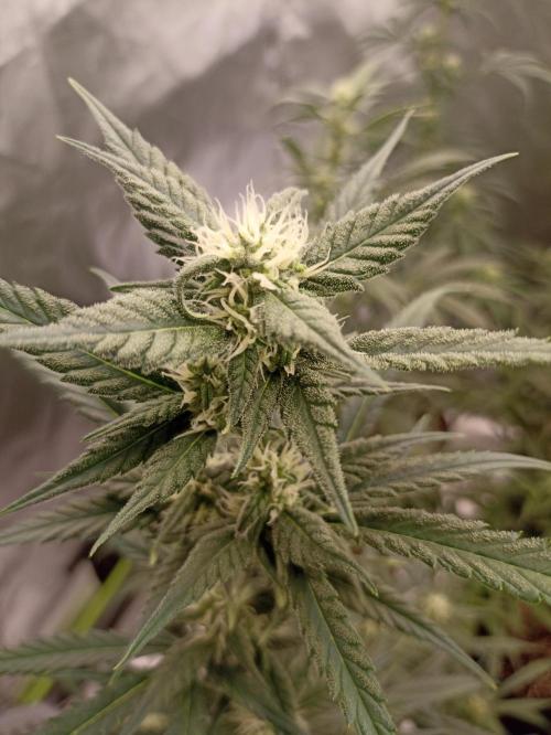 AntiDep F. Week 8