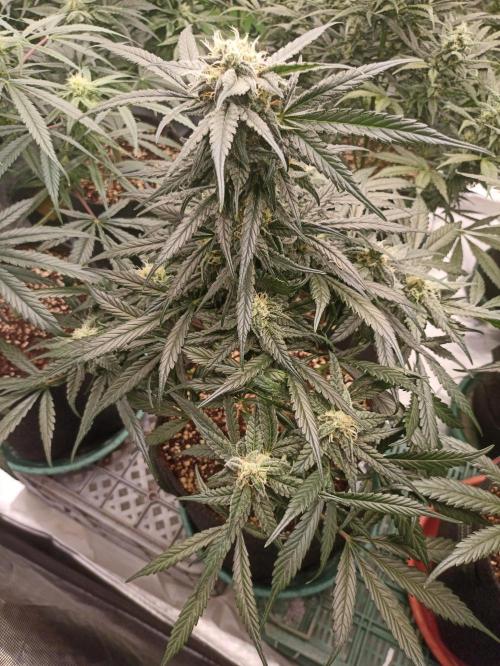 AntiDep F. Week 9