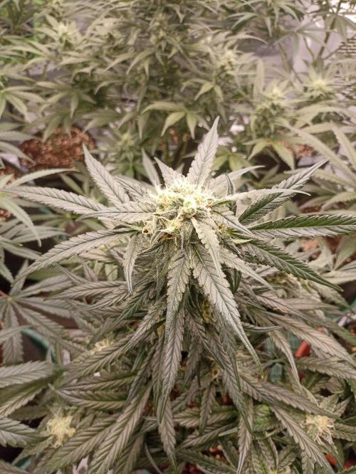 AntiDep F. Week 9