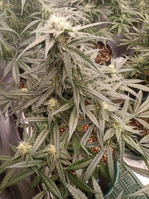 AntiDep F. Week 9