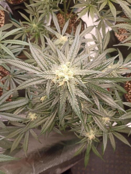 AntiDep F. Week 9