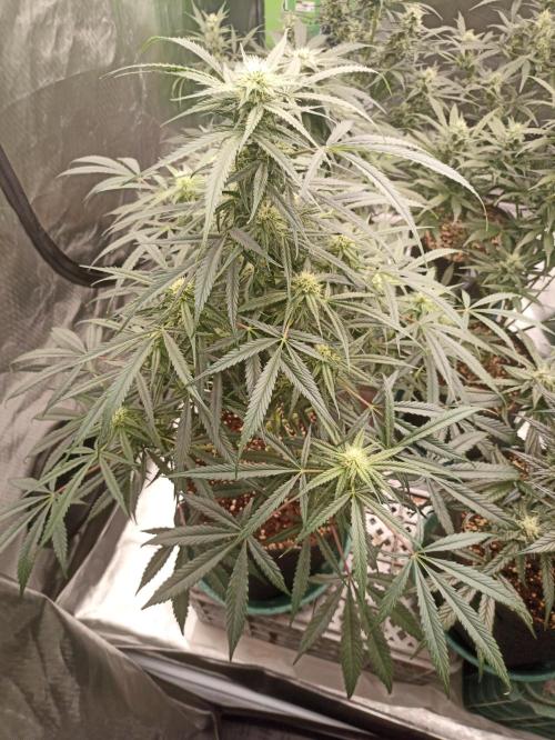 AntiDep F. Week 9