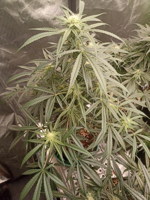 AntiDep F. Week 9