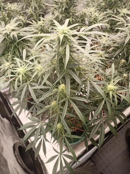 AntiDep F. Week 9