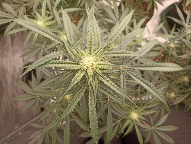 AntiDep F. Week 9