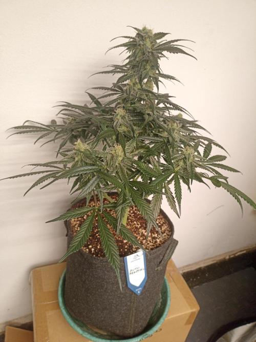 AntiDep F. Week 9