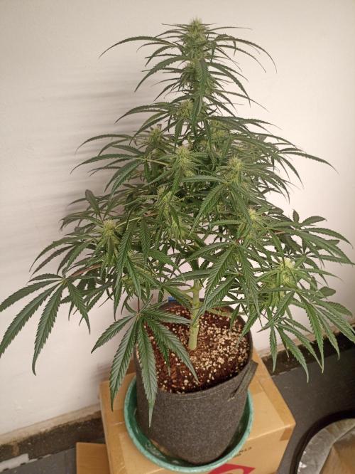 AntiDep F. Week 9