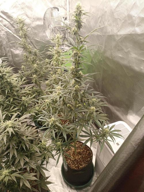 AntiDep F. Week 9